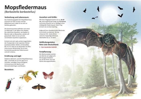 Bild- und Lehrtafel: Mopsfledermaus